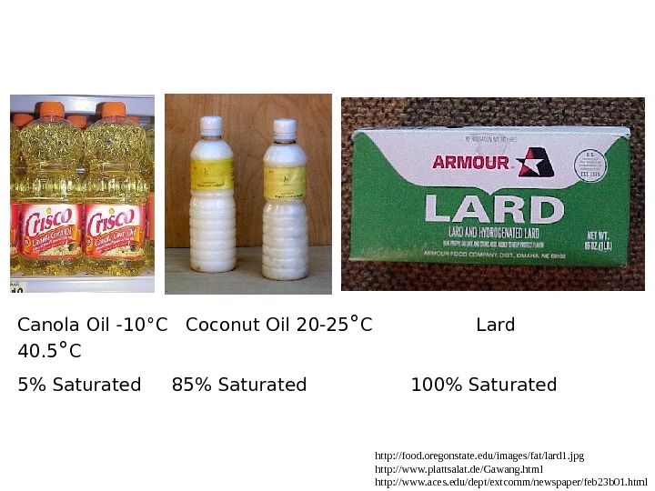 Plant Biotechnology Plant Tissue Culture Plant cells