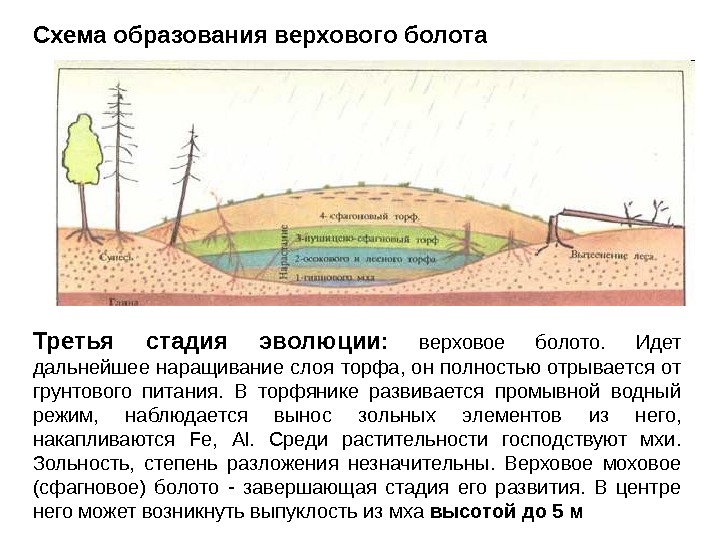 Верховые и низинные болота