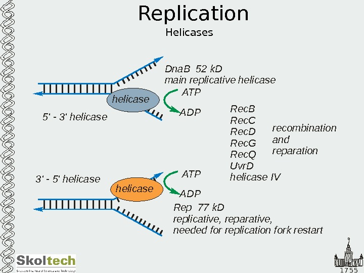 Репликация 5 3. РНК хеликаза. Функция хеликазы в репликации. Ген UVRD. Replication Alberts.