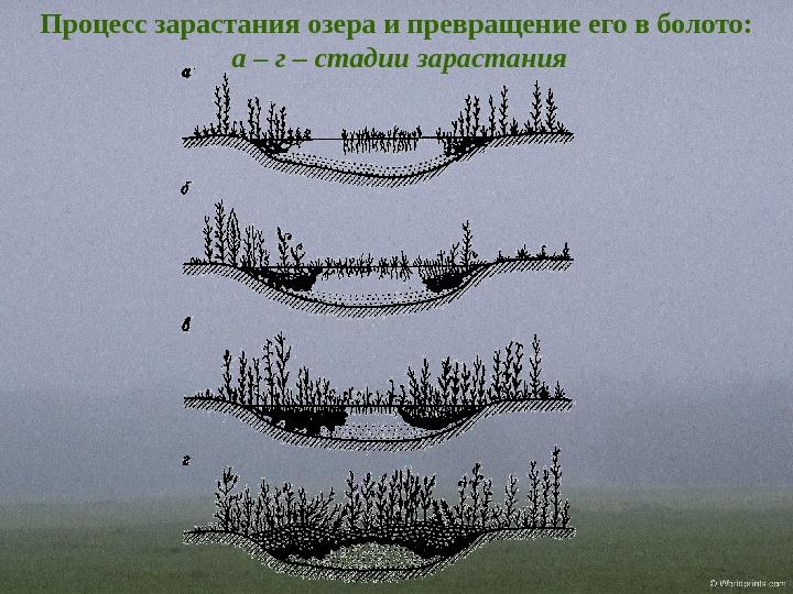 По предоставленному рисунку установите последовательность зарастания водоема