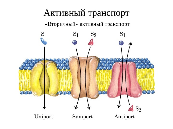 Активный транспорт