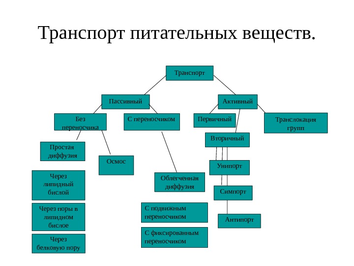 Транспорт веществ в организме план урока 6 класс