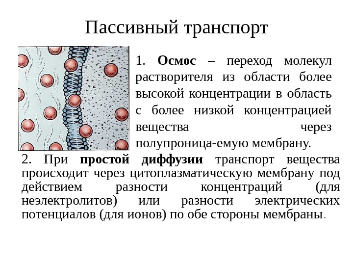 Участвует в транспорте веществ