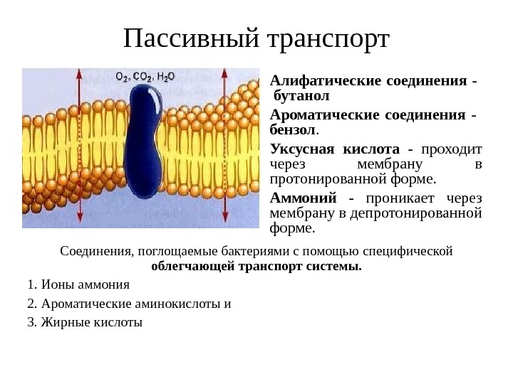 Пассивный транспорт веществ