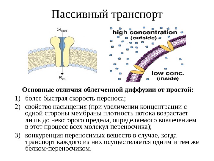 Транспорт веществ через мембрану презентация