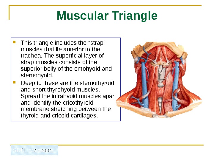 Strap Muscle Of Neck - Human Anatomy