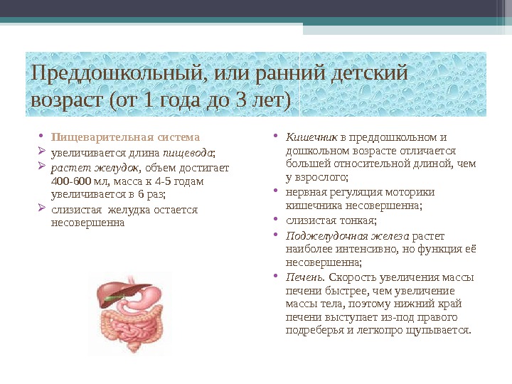 Возраст органа. Пищеварительная система преддошкольного возраста. Пищеварительная система от 1 года до 3 лет.