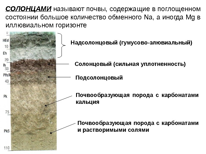 Презентация на тему каштановые почвы