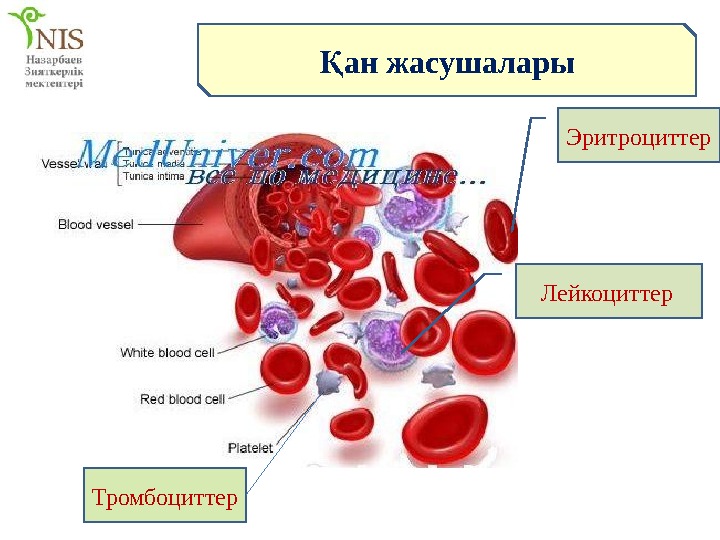 Эритроциттер