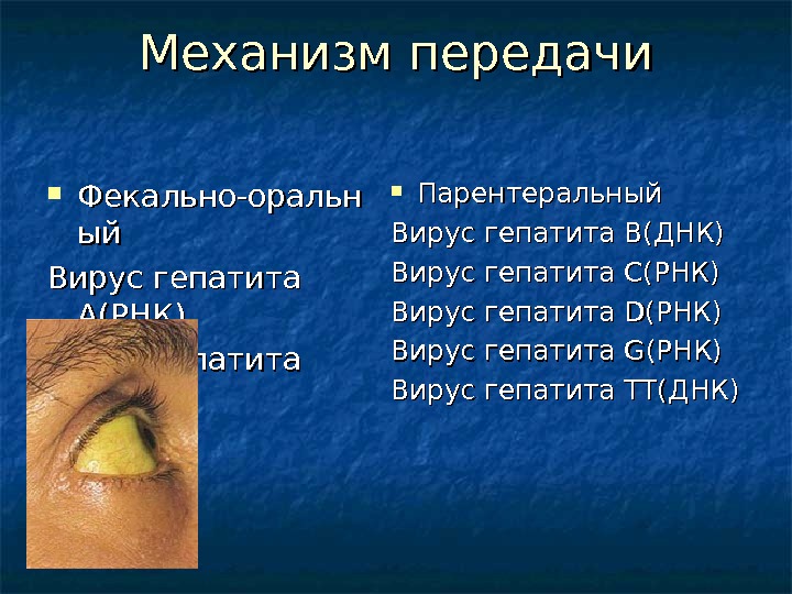 Вирусные гепатиты ВИЧ-инфекция ВИРУСЫ ГЕПАТИТОВ В.