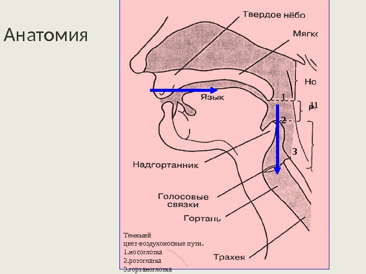 Воздухоносные пути человека рисунок