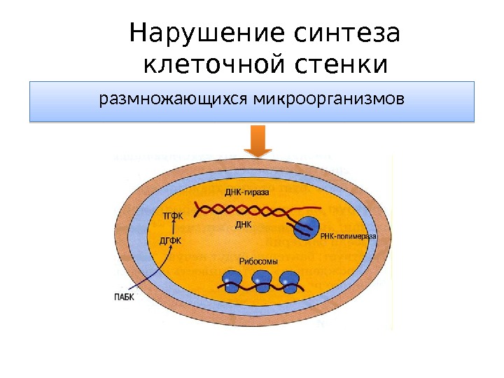 Синтез бактерий. Ингибиторы синтеза клеточной стенки бактерий. Антибиотики нарушающие Синтез клеточной стенки бактерий. Препарат нарушающий Синтез клеточной стенки бактерий. Бактерицидные антибиотики нарушают Синтез микробной стенки.