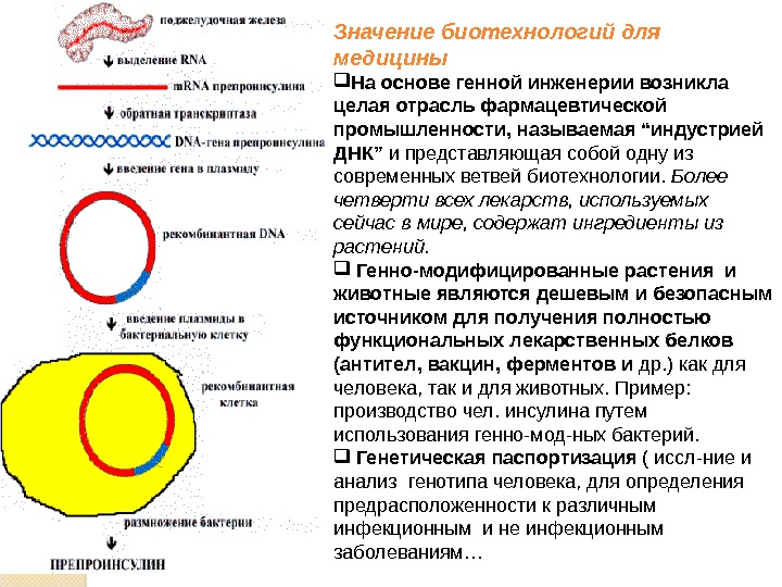 Понятие о биотехнологии и генной инженерии презентация