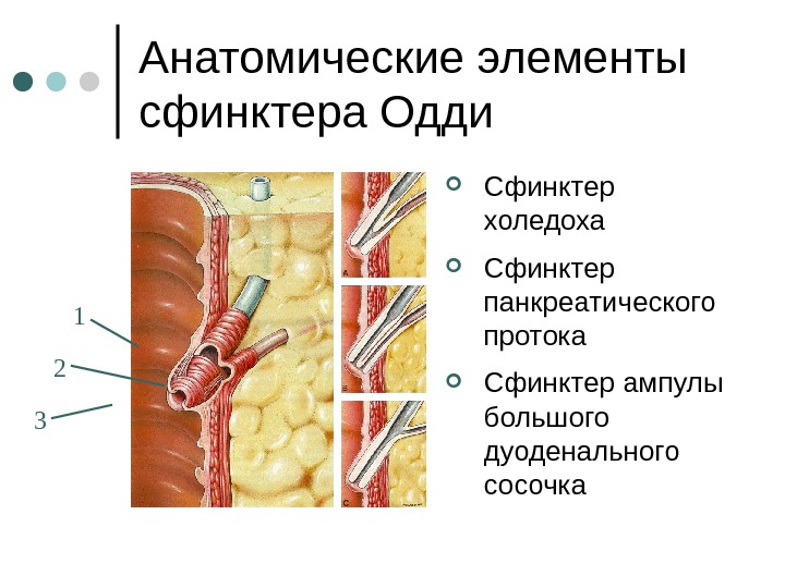 Сфинктер одди где находится картинки