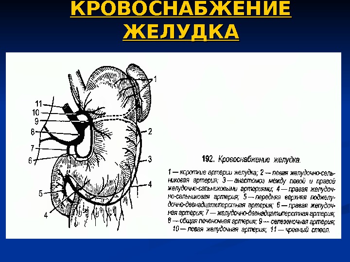 Презентация кровоснабжение желудка