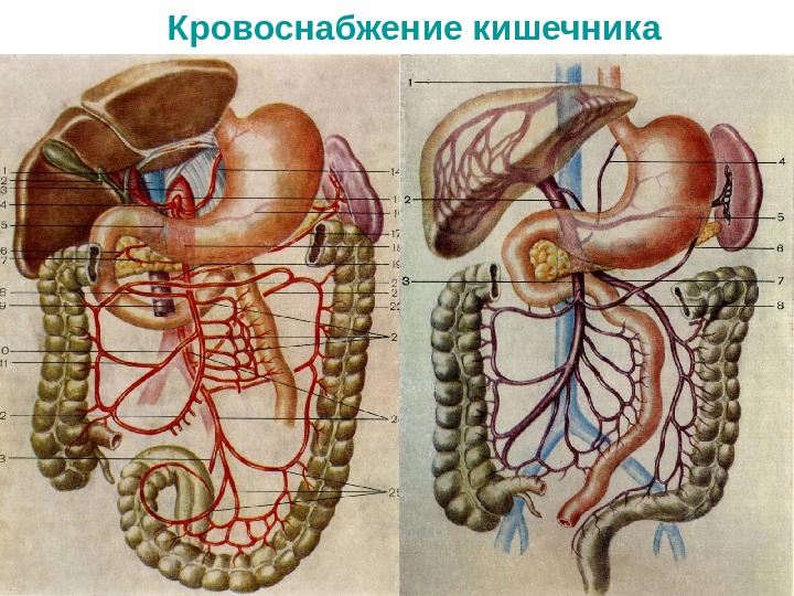 Кровоснабжение кишечника схема