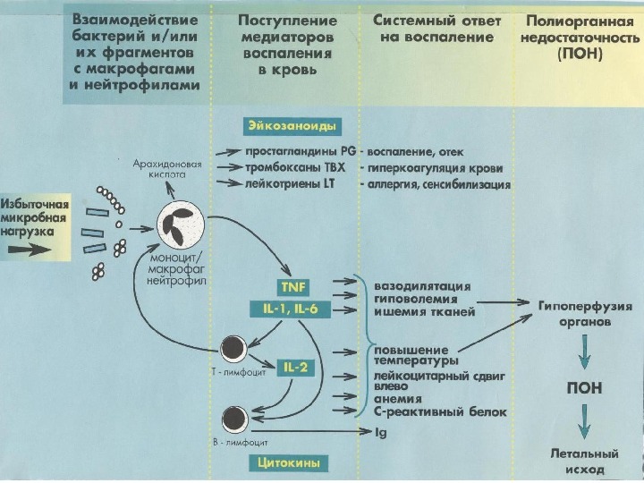 Схема патогенеза сепсиса