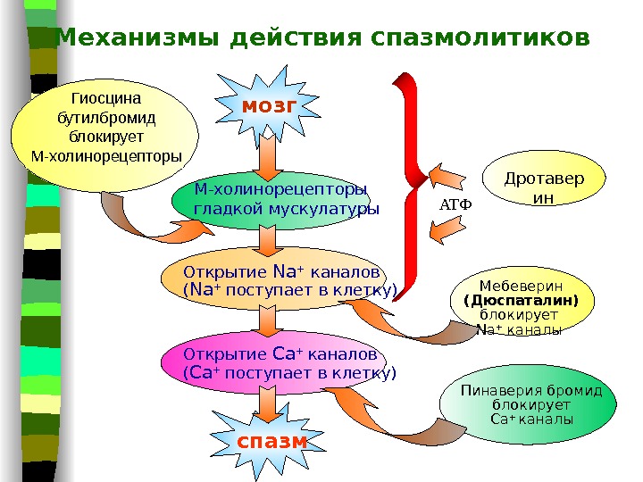 Спазмолитики механизм действия. Миотропные спазмолитики механизм действия. Спазмолитические препараты механизм действия. Спазмолитики миотропного действия механизм действия. Спазмолитики классификация.