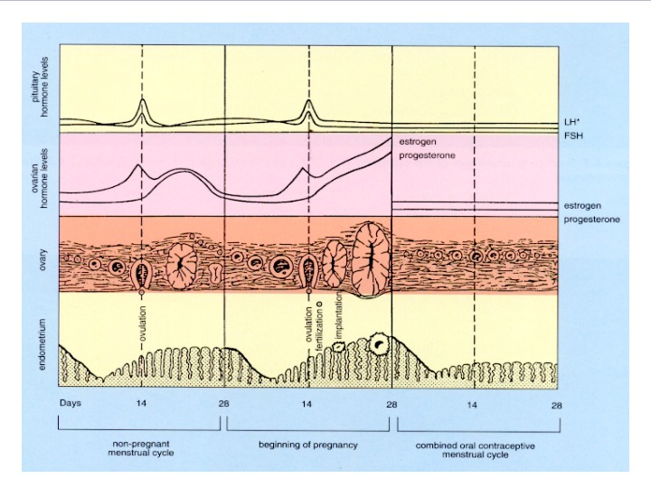 Презентация Аборт Контрацепция