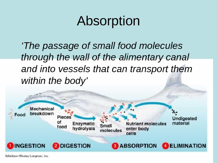 write a short essay about the process of absorption