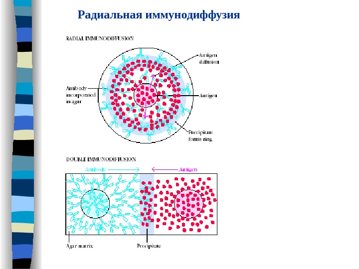 Радиальная иммунодиффузия по манчини презентация - 98 фото