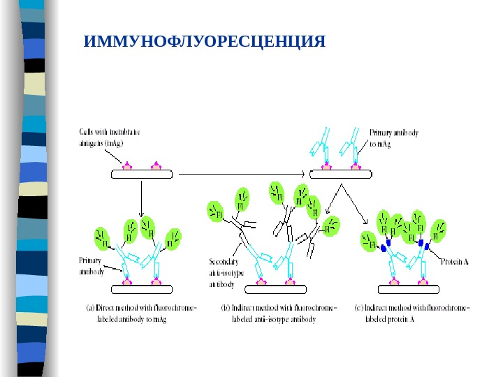 Иммунофлуоресцентный анализ схема