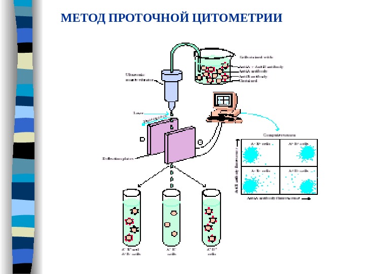 Схема подсчета лимфоцитов разных популяций с помощью проточного цитофлюориметра иммунология