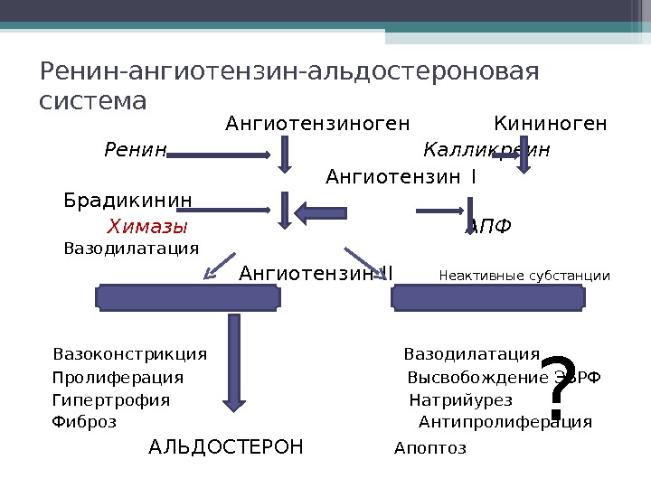 Ренин ангиотензиновая система схема