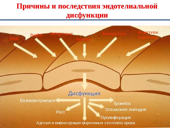 Эндотелиальная дисфункция презентация