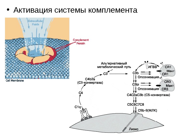 Схема активации комплемента