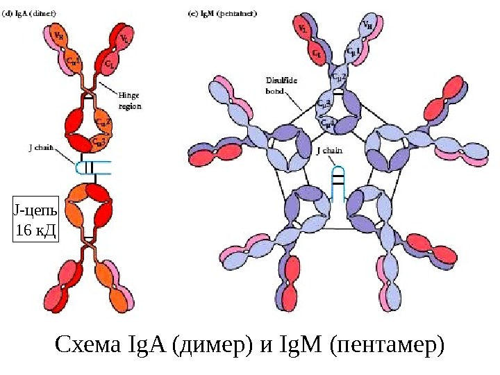 Ig a m g. IGM пентамер. Ig m пентамер и димер. IGM схема строения. Конформации молекулы иммуноглобулина класса м.