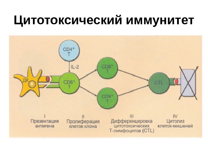 Схема т клеточного иммунного ответа