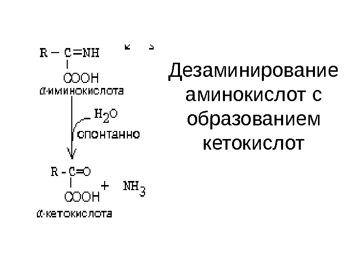 При гидролитическом дезаминировании альфа аминокислот образуется