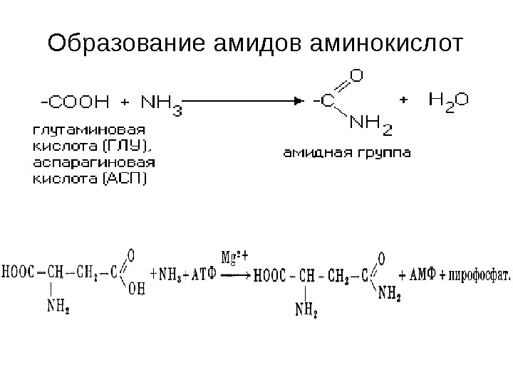 Аминокислоты образуют