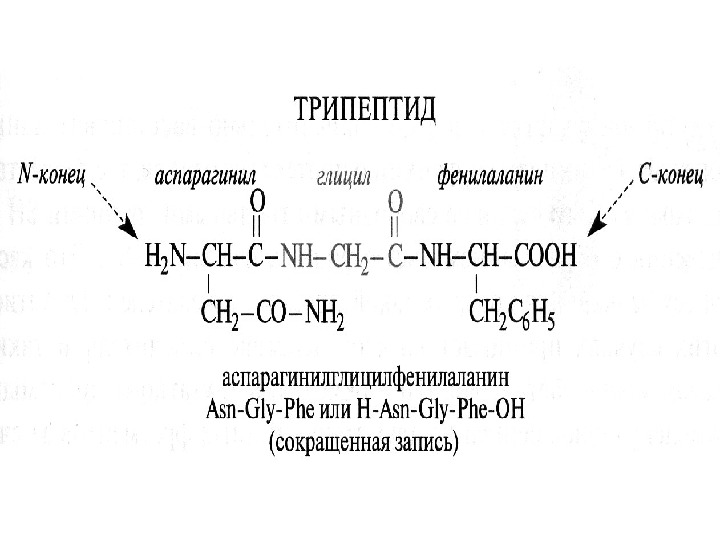 N конец. Трипептид пример формула. Образование трипептидов из аминокислот. Название тетрапептида. Названия тетрапептидов.