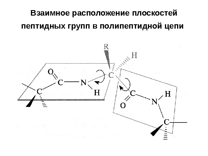 Пептидная цепь