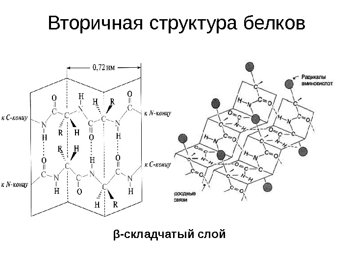 Вторичная структура белка фото