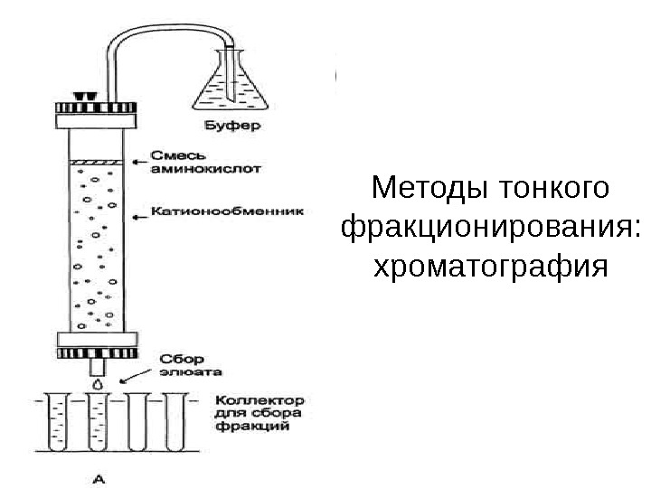 Фракционирование клеточных структур презентация