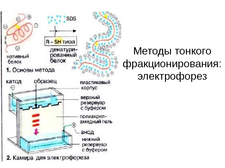 Фракционирование клеточных структур презентация