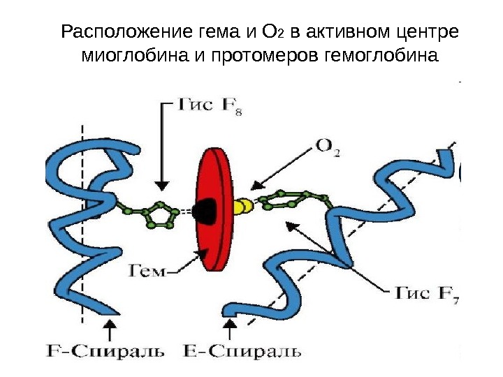 Строение е. Схема строения активного центра гемоглобина. Активный центр протомеров гемоглобина. Активный центр гемоглобина схема. Строение активного центра миоглобина.