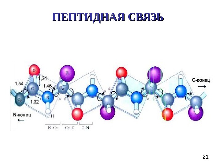 Конец связи. Пептидный остов биохимия. Пептидные связи в волосе. Феромоны строение биохимия. Волков биохимия.