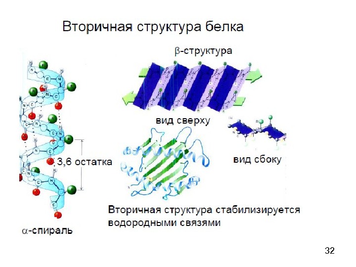 Вторичная структура белка фото