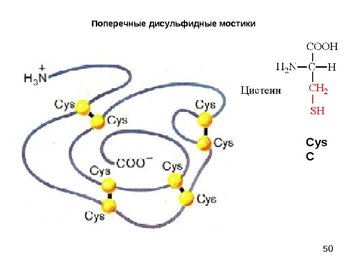 Дисульфидный мостик структура. Дисульфидные мостики в белках структура. Дисульфидные мостики структура белка. Дисульфидные мостики аминокислоты. Дисульфидная связь между аминокислотами.