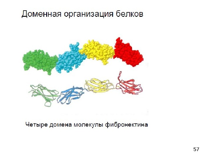 Доменная структура белка. Доменная структура белковой молекулы. Доменная структура белков биохимия. Доменная структура биохимия.