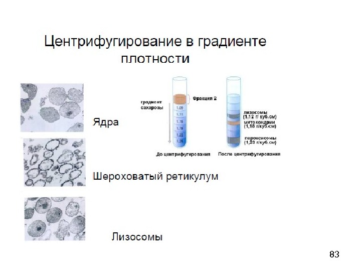 Градиент плотности. Центрифугирование в градиенте плотности. Центрифугирование в градиенте плотности сахарозы. Центрифугирование в градиенте плотности CSCL. Фракции при центрифугировании клетки.