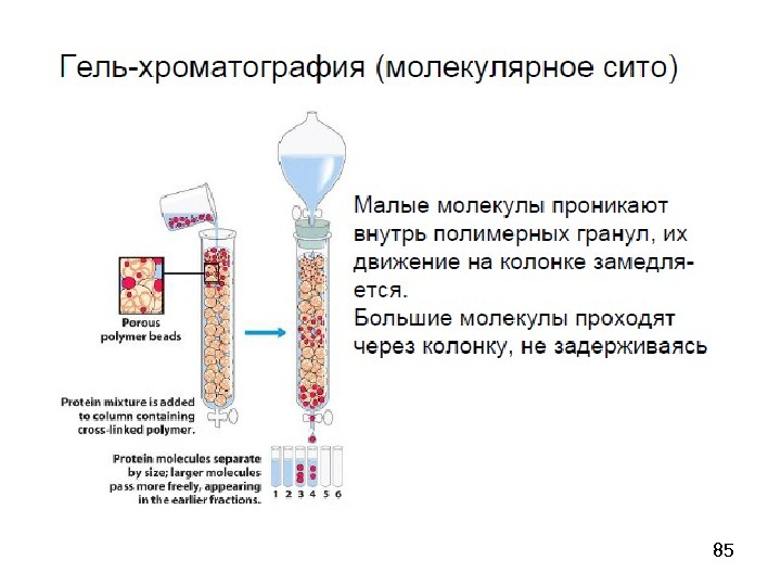 Метод гель фильтрации