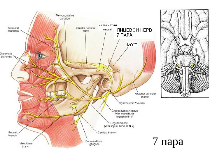 Иннервация задней трети языка. Топография тройничного нерва. Топография лицевого нерва. Ход тройничного нерва анатомия. Лицевой нерв анатомия топография.