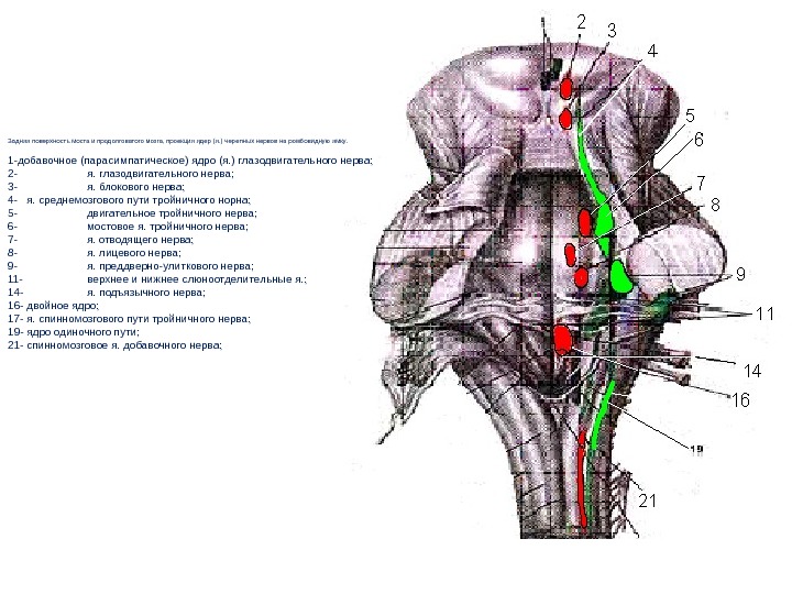 Ядра черепных нервов ствола мозга. Проекция ядер черепных нервов на ствол мозга. Переключательные ядра продолговатого мозга. Проекция ядер на ромбовидную ямку. Черепные нервы анатомия продолговатый мозг.