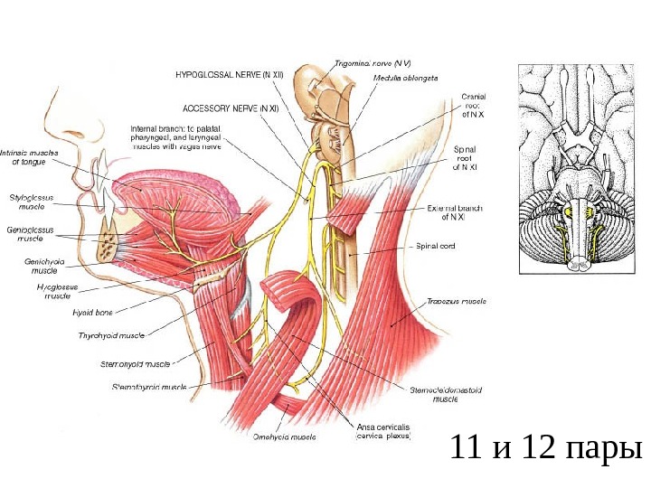Подъязычный нерв презентация