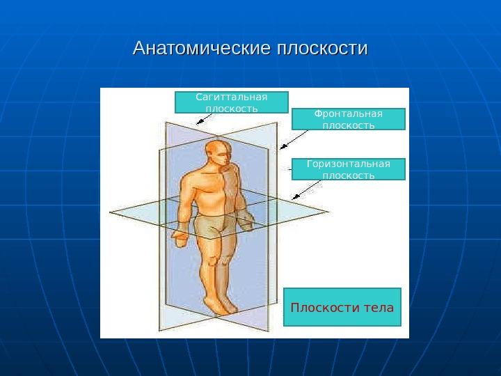 Части тела плоскости. Фронтальная сагиттальная и горизонтальная плоскость. Сагиттальная плоскость и фронтальная ось. Срединная сагиттальная плоскость. Сагиттальная плоскость это в анатомии.